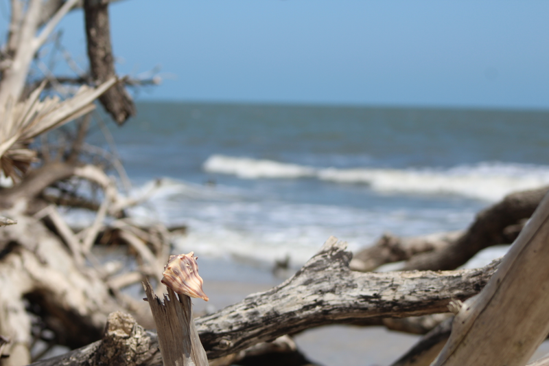 Illustration for article titled I Went to Botany Bay Plantation Yesterday